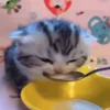 🐱 Эмодзи «Cats Big Pack» для Telegram
