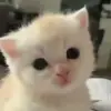 👀 Эмодзи «Cats Big Pack» для Telegram