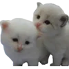 🐱 Эмодзи «Cats Big Pack» для Telegram