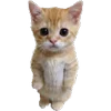 😶 Эмодзи «Cats Big Pack» для Telegram
