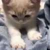 🐱 Эмодзи «Cats Big Pack» для Telegram