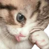 🐱 Эмодзи «Cats Big Pack» для Telegram