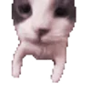 🐱 Эмодзи «Cats Big Pack» для Telegram