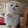 🐱 Эмодзи «Cats Big Pack» для Telegram