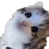 👀 Эмодзи «Cats Big Pack» для Telegram