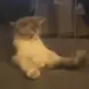 🐱 Эмодзи «Cats Big Pack» для Telegram