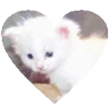 🐱 Эмодзи «Cats Big Pack» для Telegram