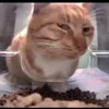 🐈 Эмодзи «Cats Big Pack» для Telegram