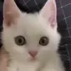 😐 Эмодзи «Cats Big Pack» для Telegram