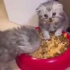 🐱 Эмодзи «Cats Big Pack» для Telegram