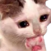 🐱 Эмодзи «Cats Big Pack» для Telegram