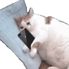 🐱 Эмодзи «Cats Big Pack» для Telegram