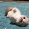 🐱 Эмодзи «Cats Big Pack» для Telegram