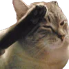 🐱 Эмодзи «Cats Big Pack» для Telegram