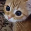 👀 Эмодзи «Cats Big Pack» для Telegram