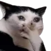 🐱 Эмодзи «Cats Big Pack» для Telegram