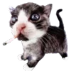 🐱 Эмодзи «Cats Big Pack» для Telegram