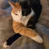 🤩 Эмодзи «⠀ ⠀ ⠀ ⠀ ⠀Cats» для Telegram