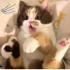 🤩 Эмодзи «⠀ ⠀ ⠀ ⠀ ⠀Cats» для Telegram