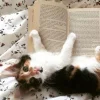 🤩 Эмодзи «⠀ ⠀ ⠀ ⠀ ⠀Cats» для Telegram