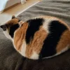 🤩 Эмодзи «⠀ ⠀ ⠀ ⠀ ⠀Cats» для Telegram