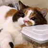🤩 Эмодзи «⠀ ⠀ ⠀ ⠀ ⠀Cats» для Telegram