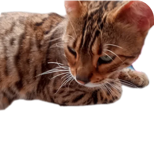 🐱 Стикер «Цезарь» для Telegram