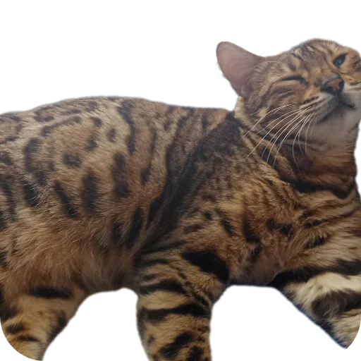 🐱 Стикер «Цезарь» для Telegram