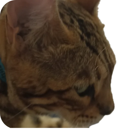 🐱 Стикер «Цезарь» для Telegram