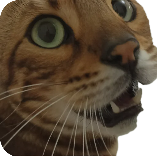 🐱 Стикер «Цезарь» для Telegram