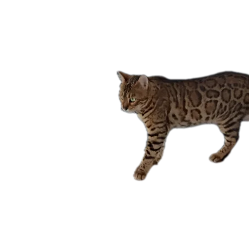 🐱 Стикер «Цезарь» для Telegram
