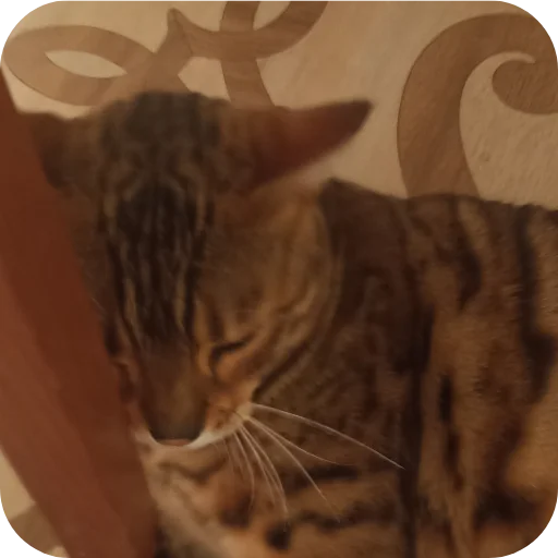 🐱 Стикер «Цезарь» для Telegram