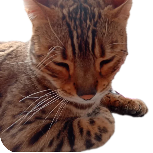 🐱 Стикер «Цезарь» для Telegram