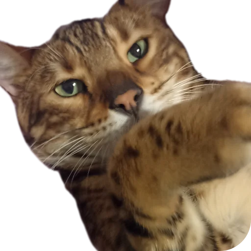 🐱 Стикер «Цезарь» для Telegram