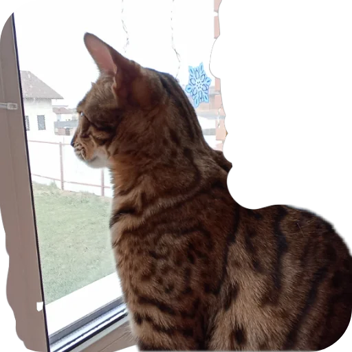 🐱 Стикер «Цезарь» для Telegram