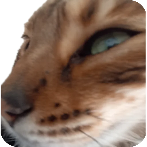 🐱 Стикер «Цезарь» для Telegram