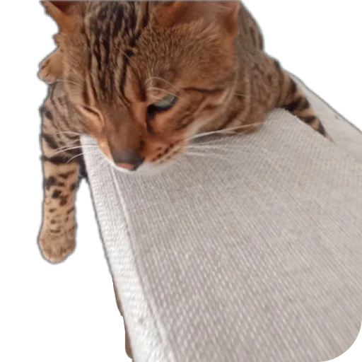🐱 Стикер «Цезарь» для Telegram