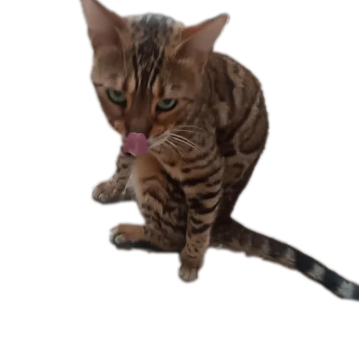 🐱 Стикер «Цезарь» для Telegram