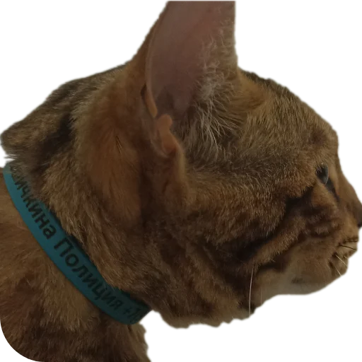 🐱 Стикер «Цезарь» для Telegram