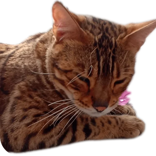 🐱 Стикер «Цезарь» для Telegram