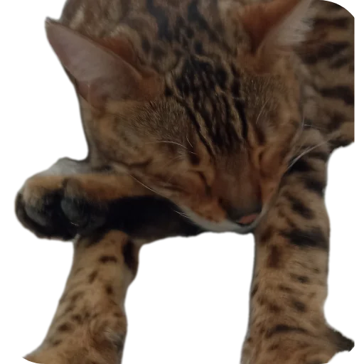 🐱 Стикер «Цезарь» для Telegram