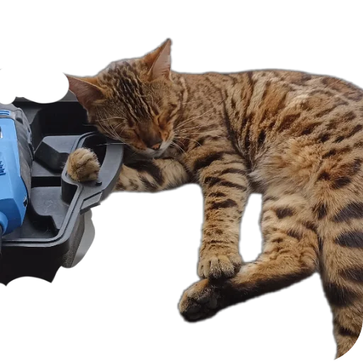 🐱 Стикер «Цезарь» для Telegram
