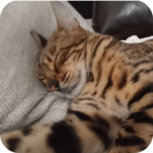 🐱 Стикер «Цезарь» для Telegram