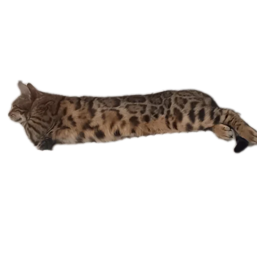 🐱 Стикер «Цезарь» для Telegram