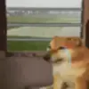 🚂 Эмодзи «🕺 Cheems Emomjis Doge» для Telegram