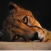 🤩 Эмодзи «Cheetahs» для Telegram