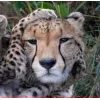 🤩 Эмодзи «Cheetahs» для Telegram