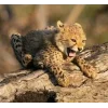 🤩 Эмодзи «Cheetahs» для Telegram