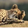 Эмодзи Cheetahs для Telegram — скачать