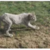 🤩 Эмодзи «Cheetahs» для Telegram